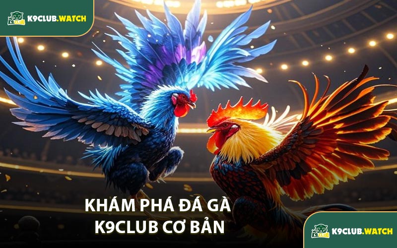 Khám Phá Đá Gà K9CLUB Cơ Bản